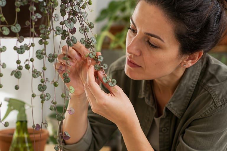 Pessoa examinando as folhas da planta rosário em um ambiente natural, destacando a prática de cuidados preventivos.
