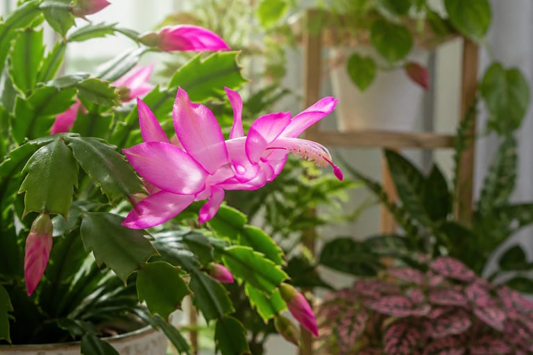 Uma flor de maio iluminada por luz indireta, cercada por outras plantas em um ambiente bem iluminado.