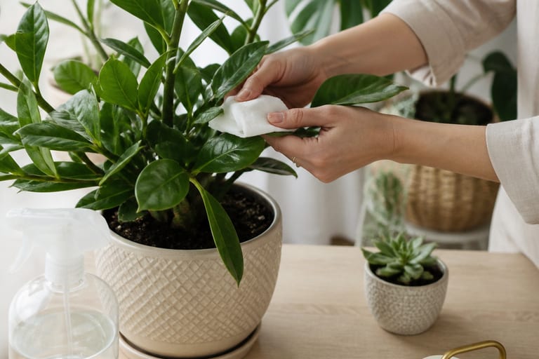 Imagem de um ambiente de apartamento com plantas saudáveis, iluminadas por luz natural suave.