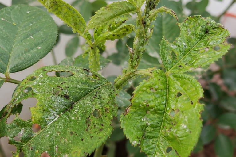 Planta com folhas danificadas e pulgões visíveis.