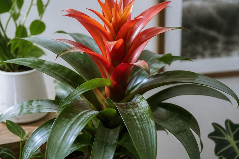 Imagem de uma bromélia em ambiente interno com luz natural.