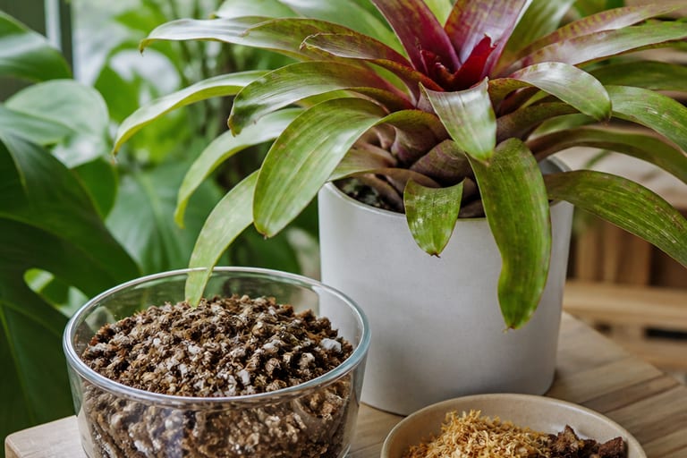 Imagem de uma bromélia em vaso com substrato bem drenado em ambiente de apartamento.