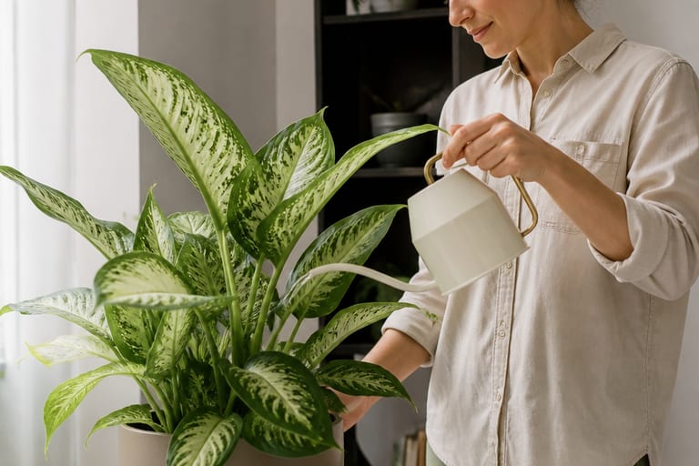 Imagem de uma Dieffenbachia em ambiente de apartamento com luz natural.