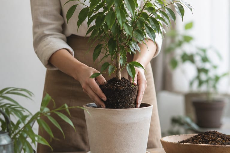 Imagem de um substrato de qualidade para Ficus Benjamina, em ambiente de apartamento com luz natural suave.