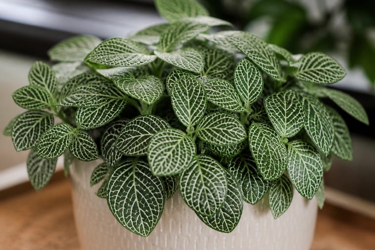 Imagem de uma Fittonia planta-mosaico em ambiente de apartamento com luz natural suave.