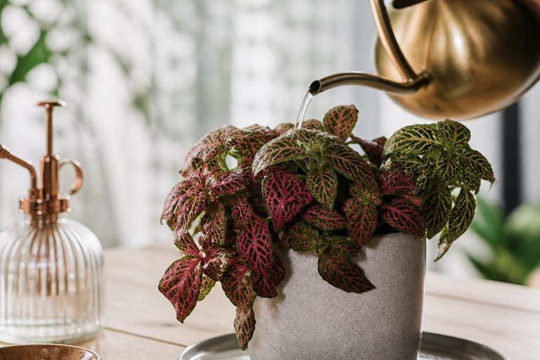 Imagem de uma Fittonia planta-mosaico em ambiente interno, recebendo luz natural suave.