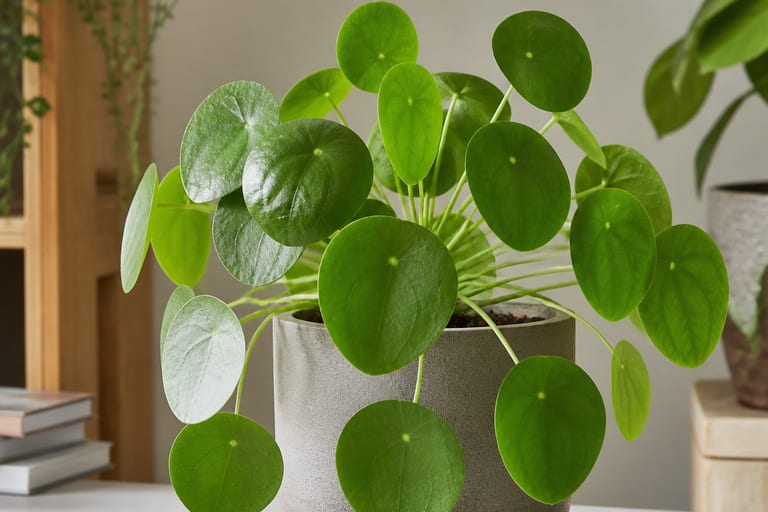 Imagem de uma Pilea Peperomioides em ambiente de apartamento com luz natural.