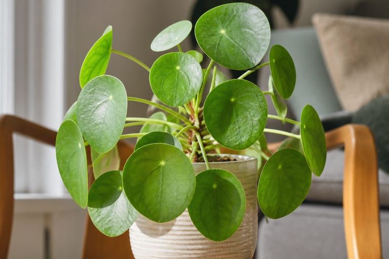 Imagem de uma Pilea Peperomioides em ambiente de apartamento, recebendo luz natural suave.