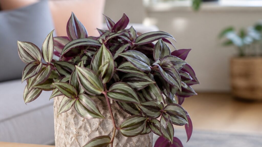 Imagem de uma Tradescantia zebrina em vaso decorativo, com folhas saudáveis e luz natural suave.