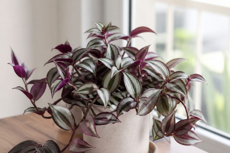 Imagem de uma Tradescantia zebrina em ambiente de apartamento, com luz natural suave iluminando suas folhas coloridas.
