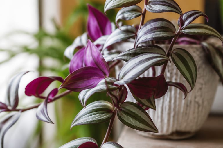 Imagem de Tradescantia zebrina com folhas elípticas verdes e roxas.