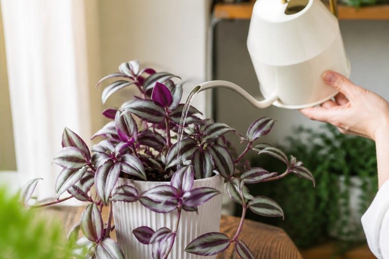 Imagem de uma Tradescantia zebrina em ambiente interno, com substrato levemente úmido, sob luz natural suave.