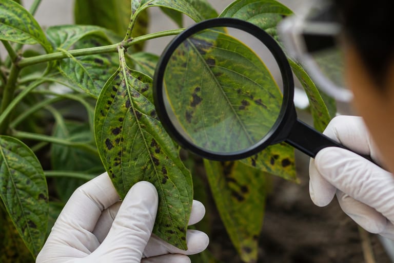 Imagem de folhas de planta com manchas pretas sendo examinadas de perto.