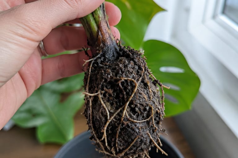Imagem de raízes de planta afetadas por podridão, mostrando a deterioração e coloração escura.