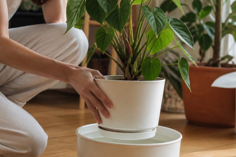Imagem mostrando um vaso de planta em um recipiente com água, ilustrando a técnica de rega por imersão.