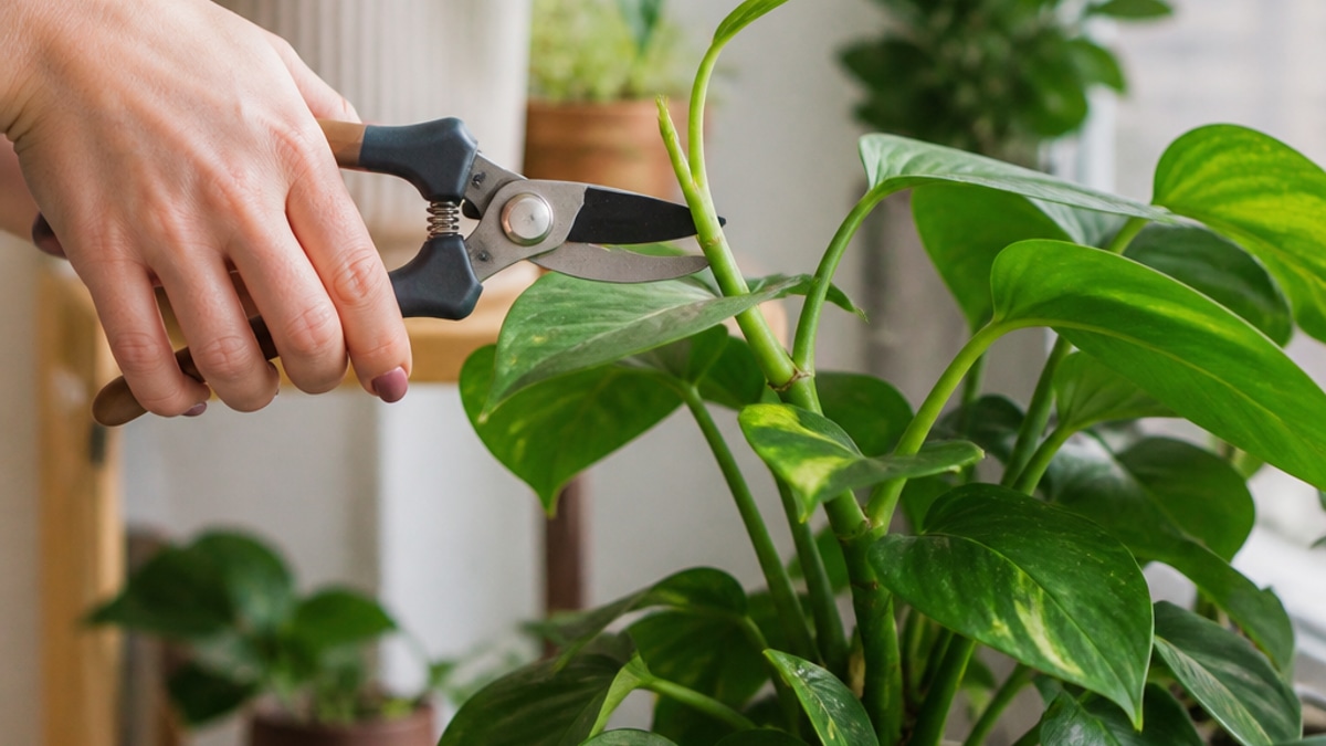 Uma mão feminina cortando uma estaca de planta com tesoura de poda, em um ambiente iluminado com vasos de plantas ao fundo.