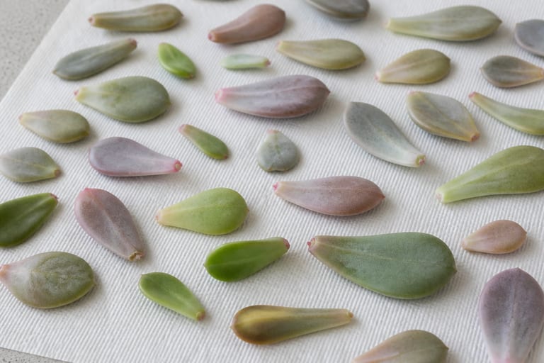 Várias folhas de suculentas Echeveria e Graptopetalum sobre papel toalha em uma bancada clara.