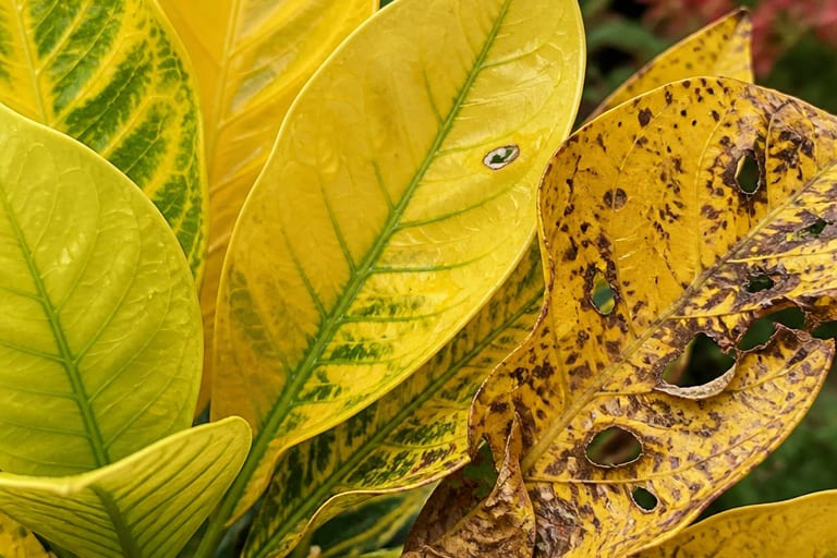 Close-up de folhas de plantas em tons de amarelo, algumas saudáveis e outras danificadas, em um jardim bem cuidado.
