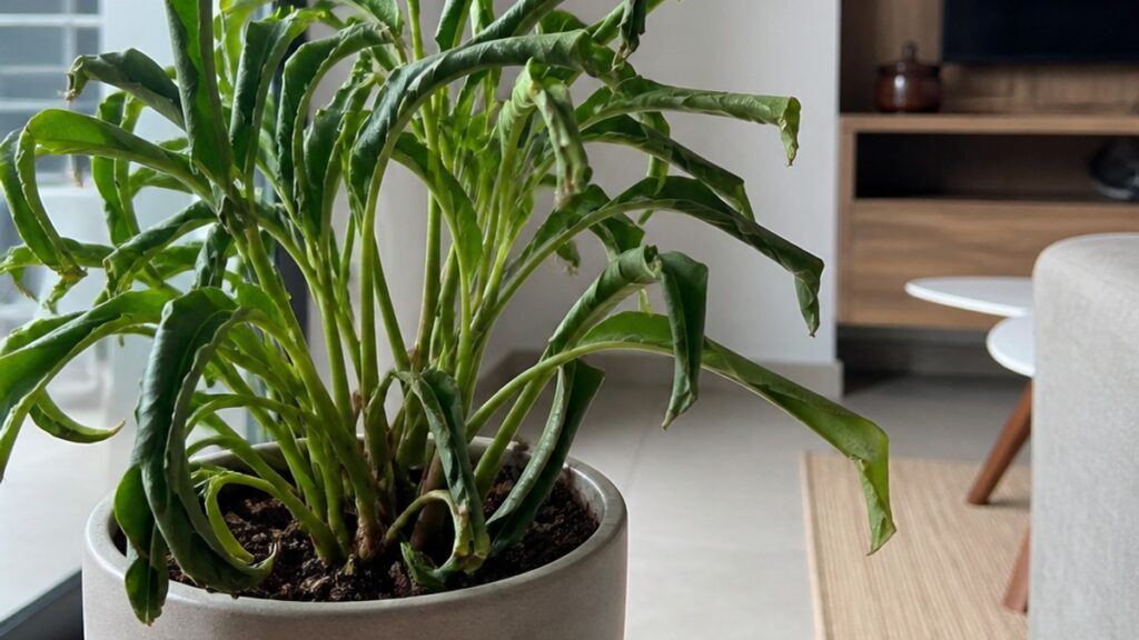 Imagem de uma planta de interior em vaso com folhas enroladas, em ambiente iluminado.