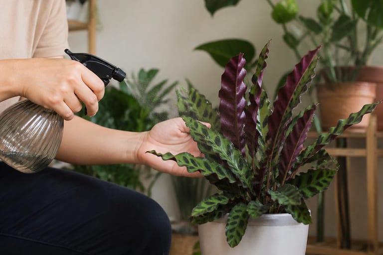 Imagem de uma planta de interior com folhas enroladas sendo borrifada com água em um ambiente de apartamento iluminado suavemente.