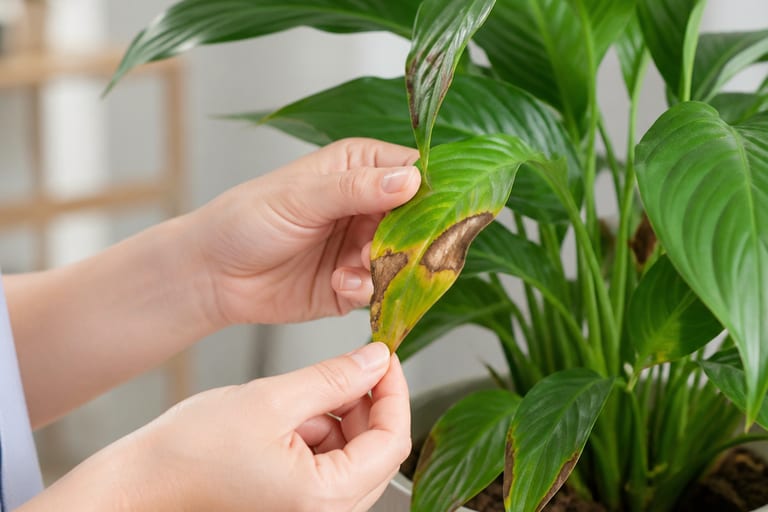 Mãos humanas retirando folhas marrons de uma planta.