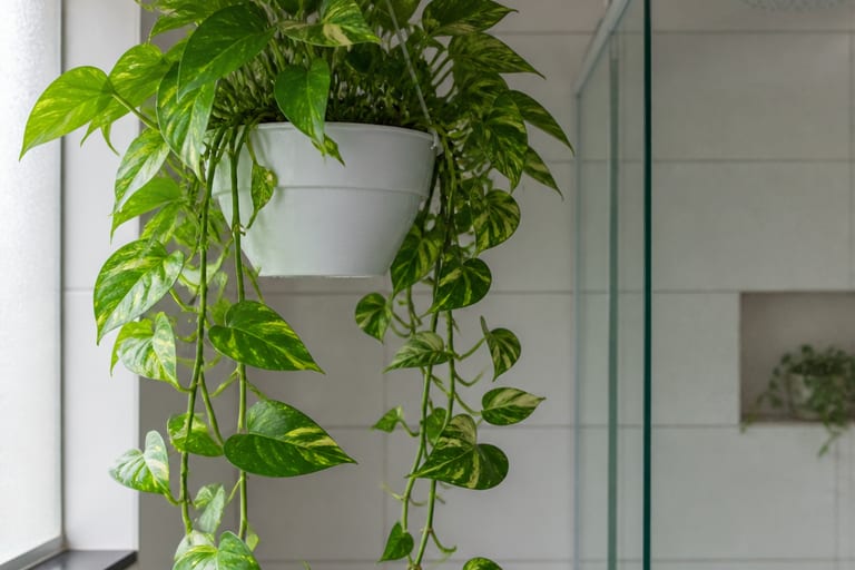 Imagem de uma jiboia pendente em vaso branco, com folhas verdes e variegadas, em um banheiro iluminado indiretamente.