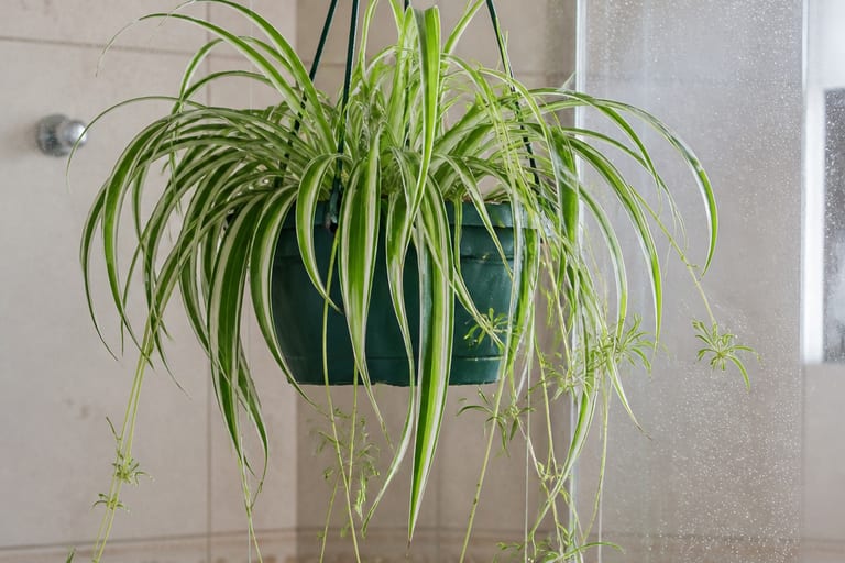 Clorofito em vaso pendente no banheiro, com folhas verdes e brancas.