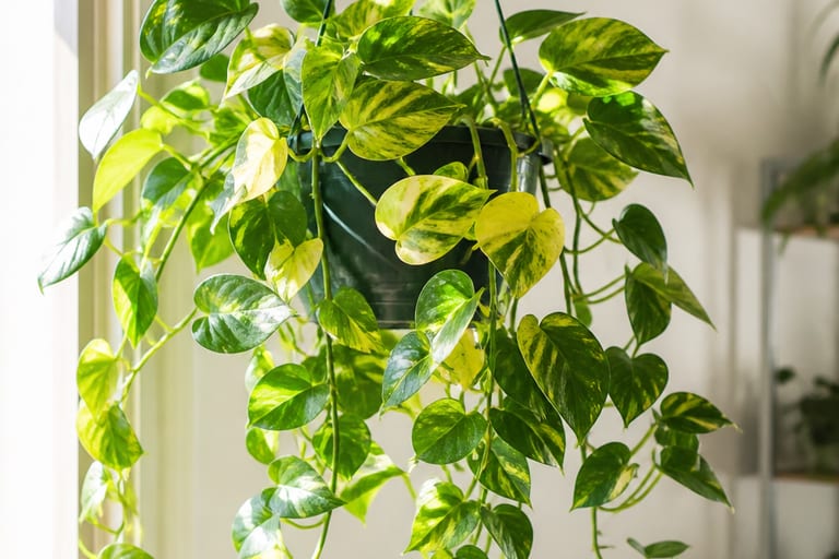 Imagem de uma Jiboia pendente em vaso suspenso, com folhas verdes e amarelas, em um ambiente interno iluminado por luz natural intensa.