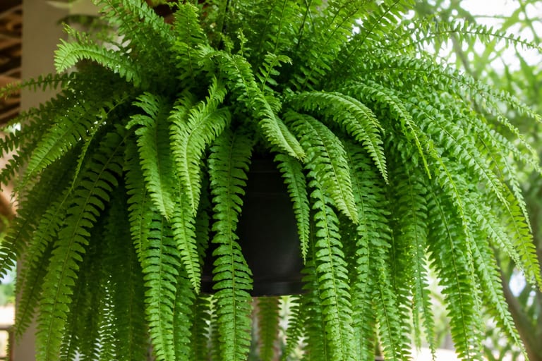 Samambaia exuberante em vaso pendente, com folhas verdes volumosas, em ambiente de varanda com luz filtrada.