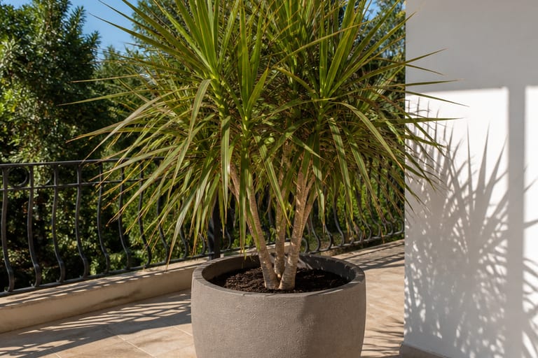 Imagem de uma Dracena marginata adulta em vaso grande, com folhas finas e pontiagudas, exposta ao sol pleno em uma varanda.