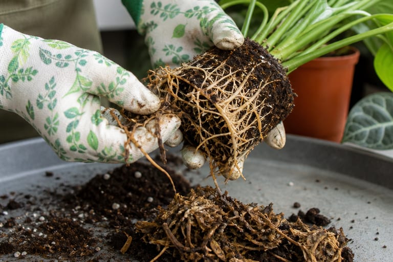 Mãos com luvas de jardinagem limpando raízes de planta, removendo partes apodrecidas.